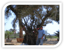 Olive Trees for sale - big and small