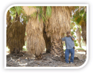 Washingtonia filifera - California fan palms for sale - all sizes